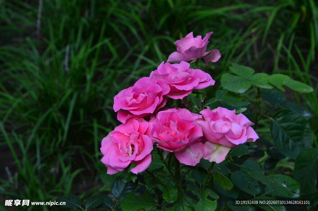 月季花 