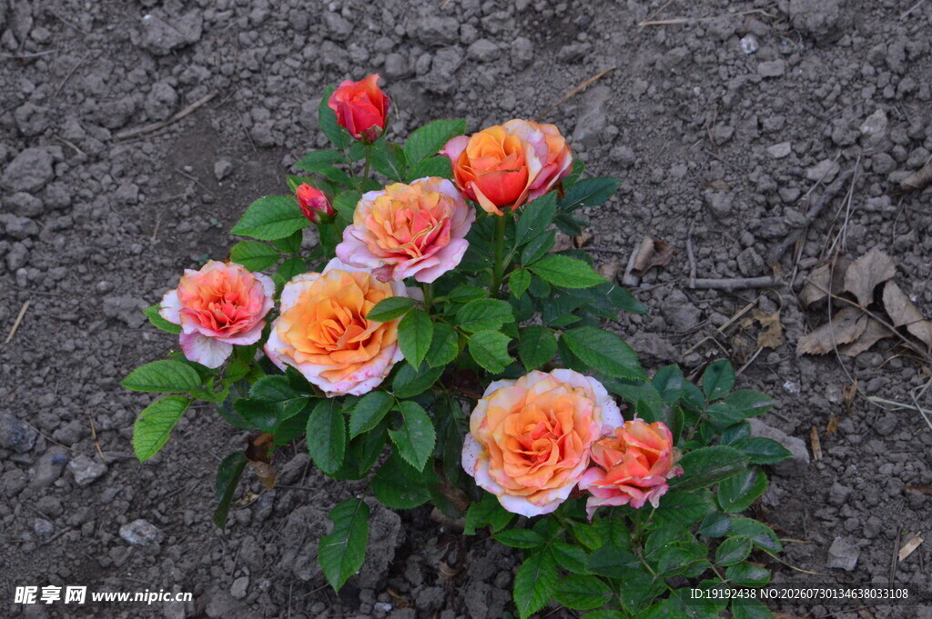 月季花  