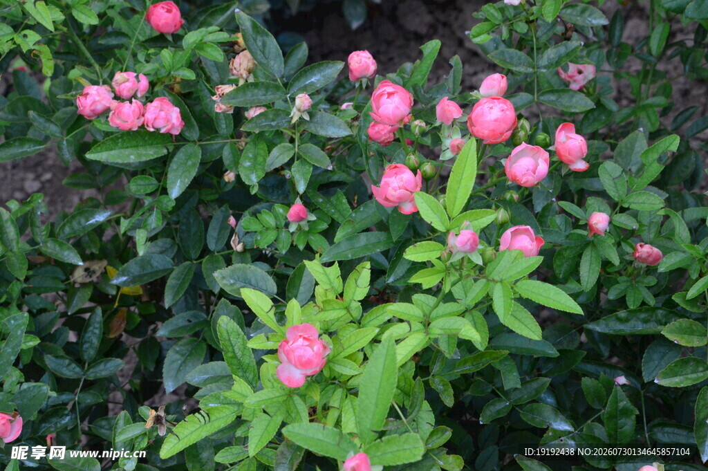 月季花 