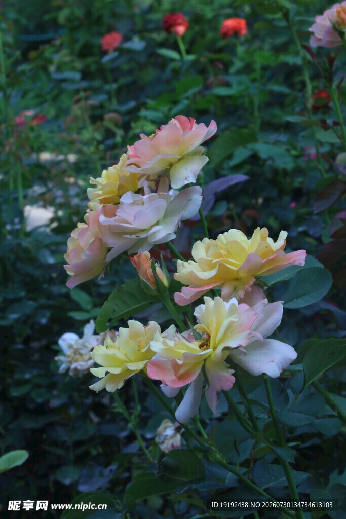 月季花  