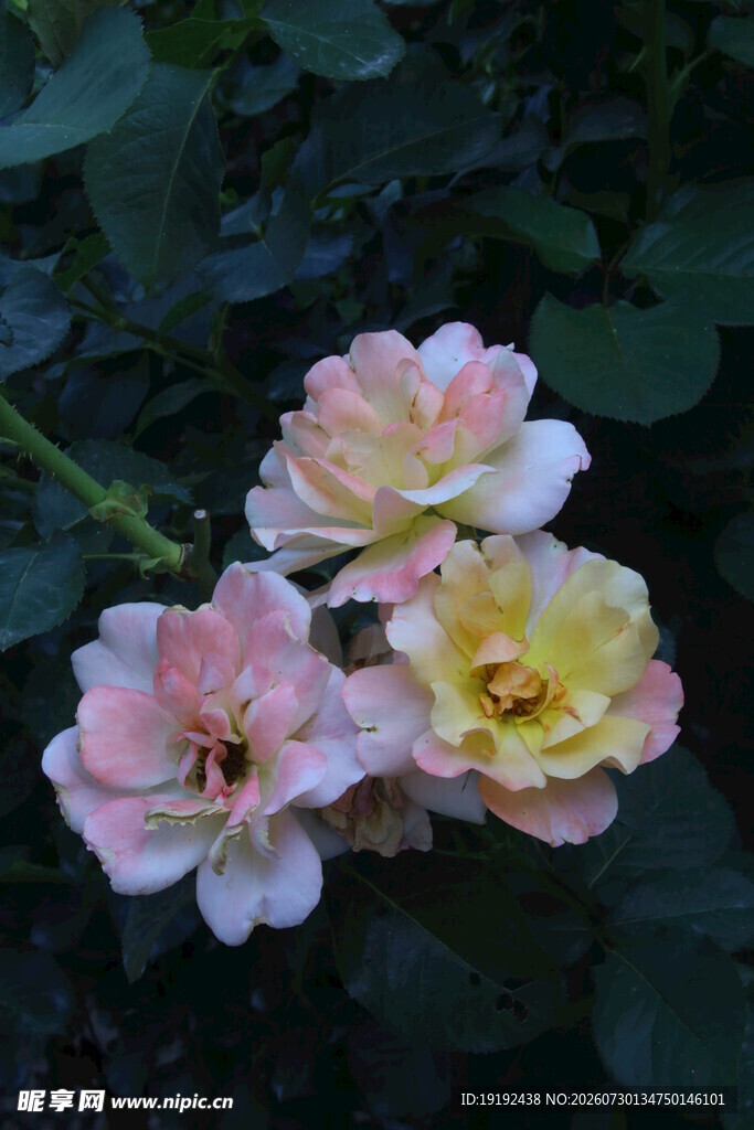 月季花  