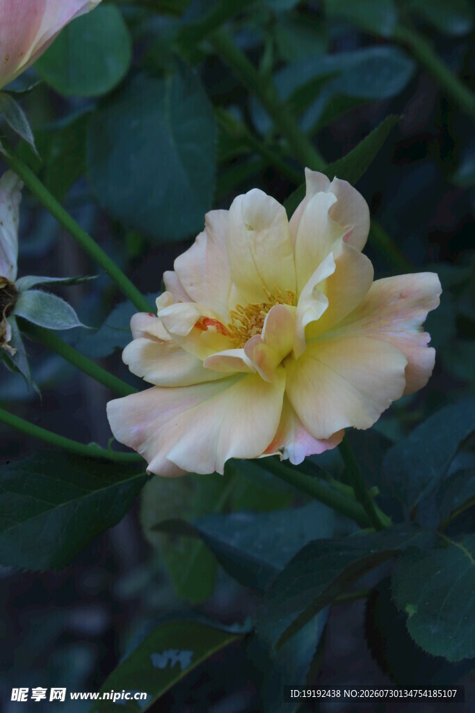 月季花  
