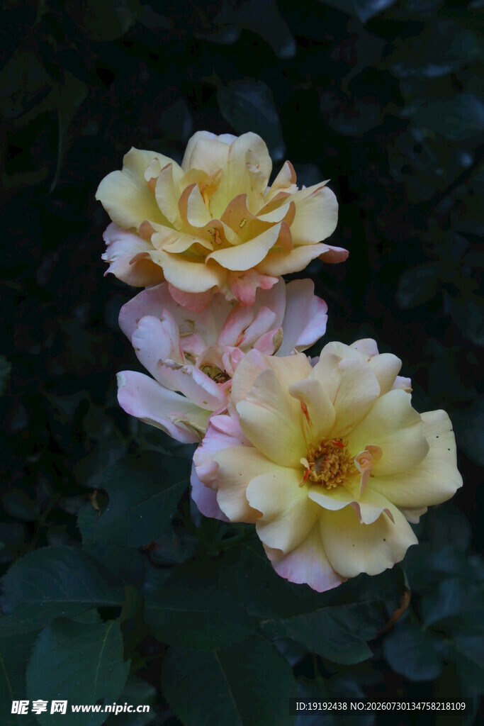 月季花  