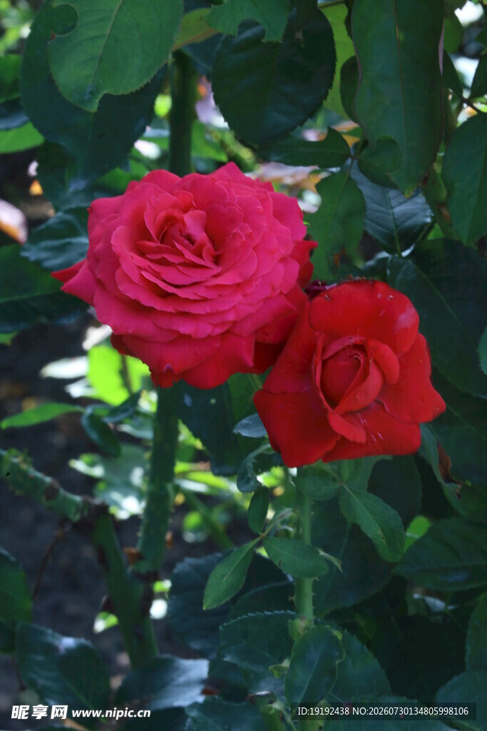 月季花  