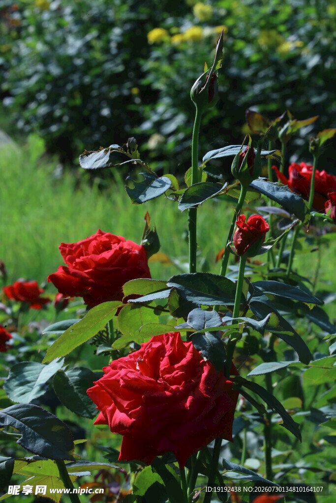 月季花  