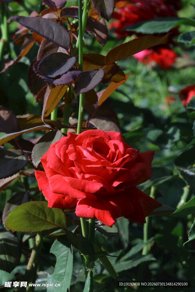 月季花 