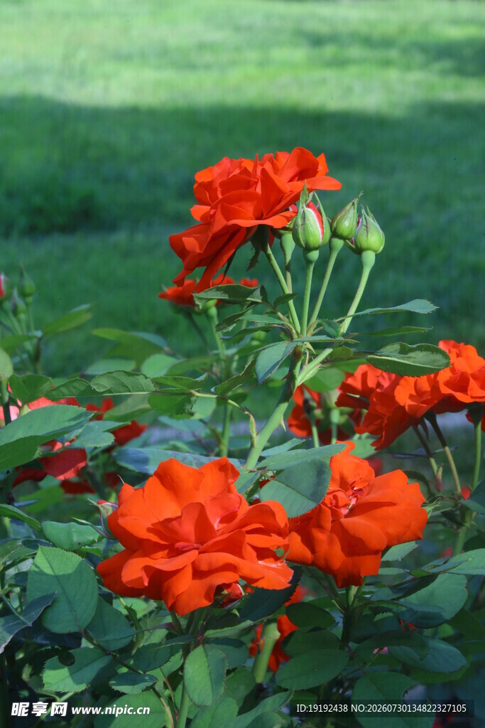 月季花 