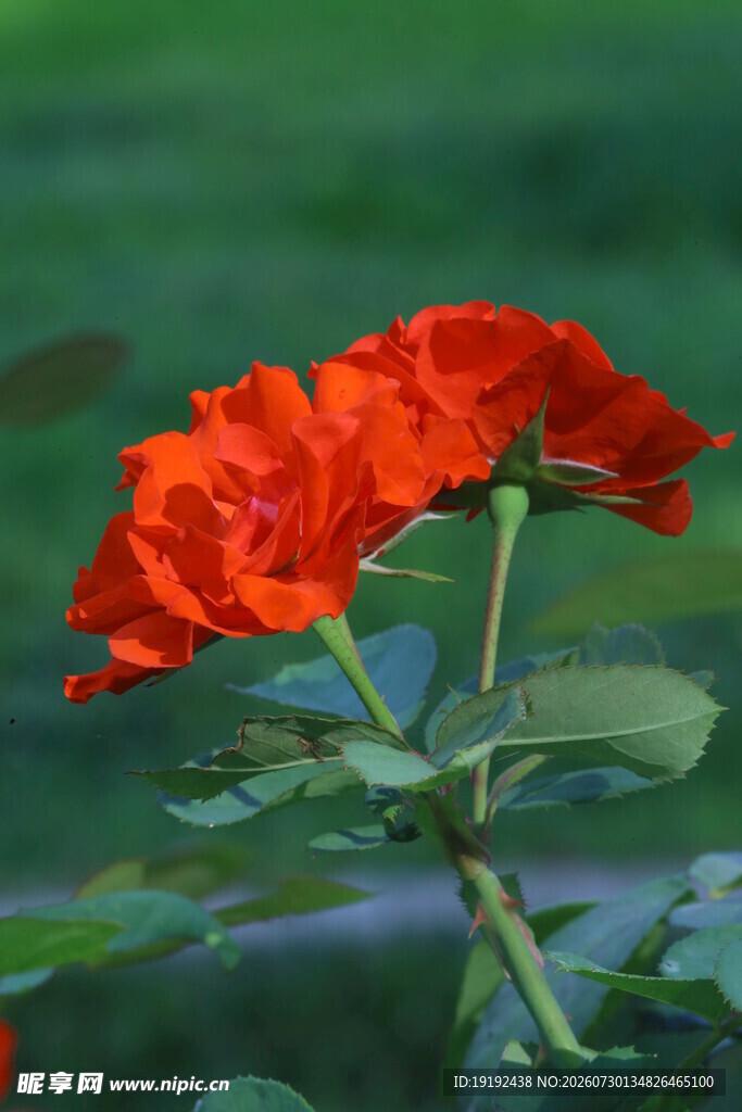 月季花  