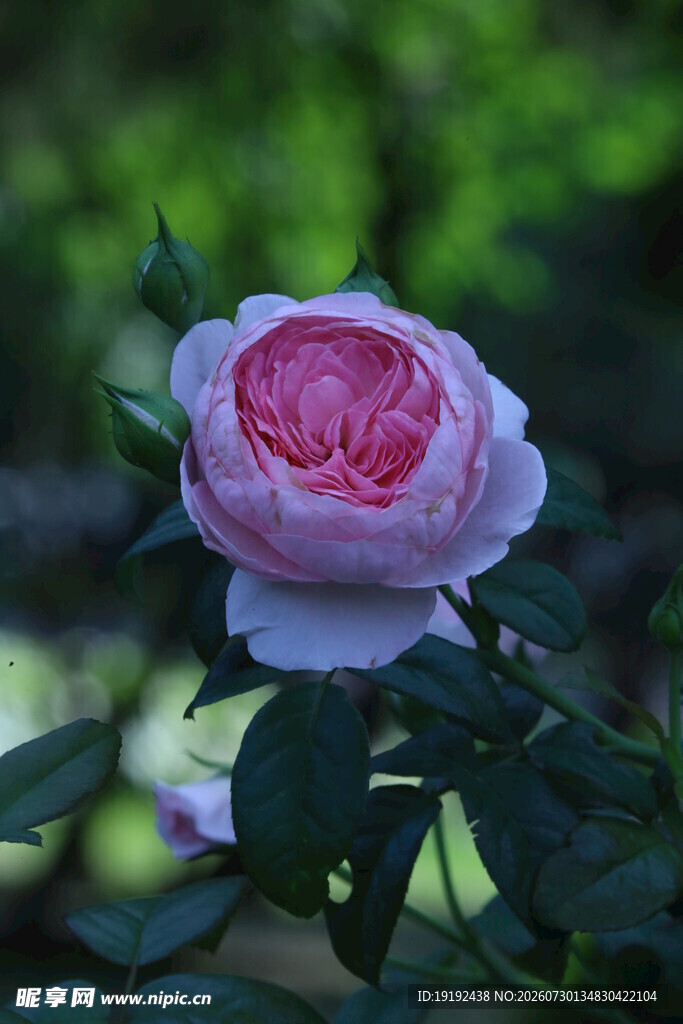月季花  