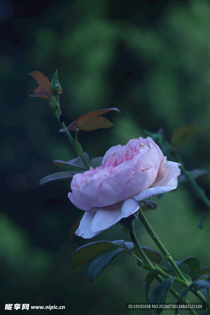 月季花 