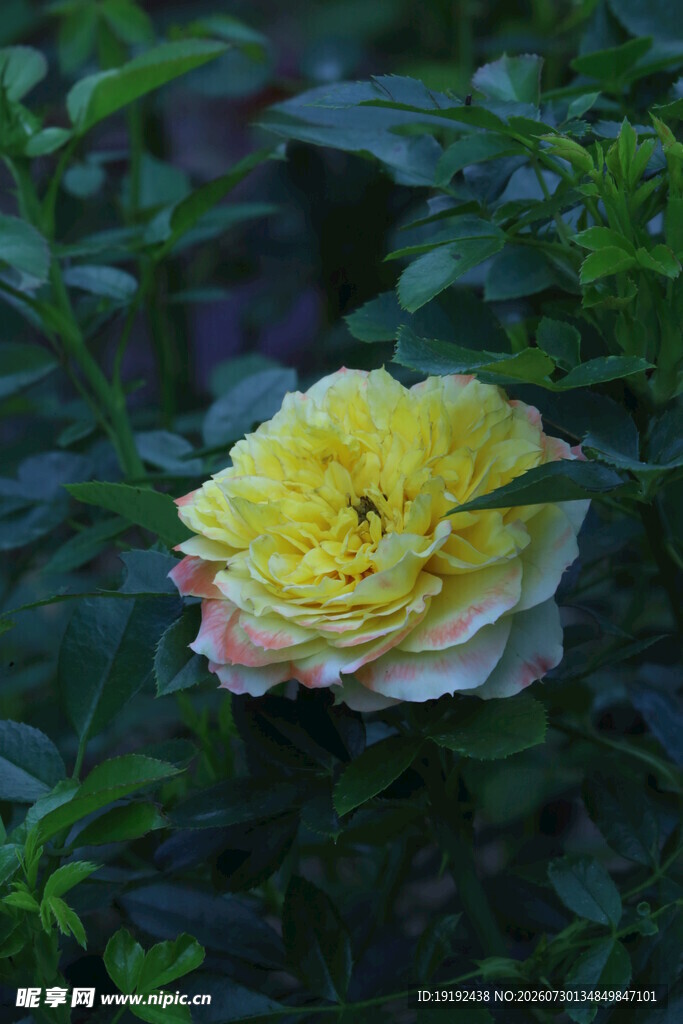 月季花  