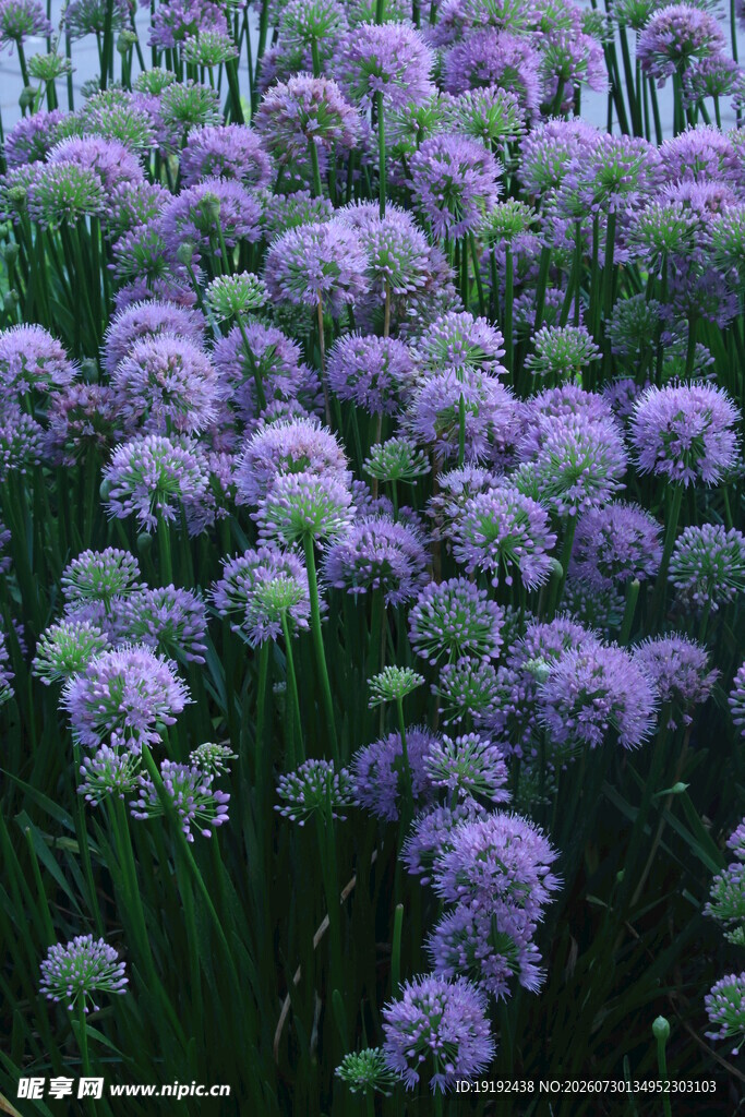 山韭花  