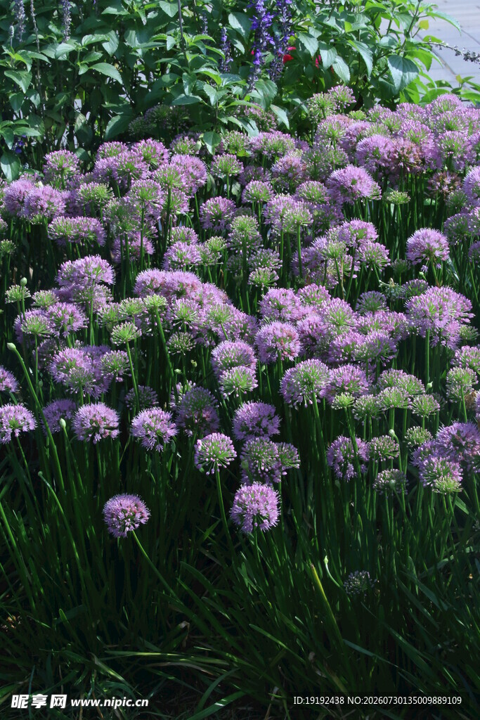 山韭花  