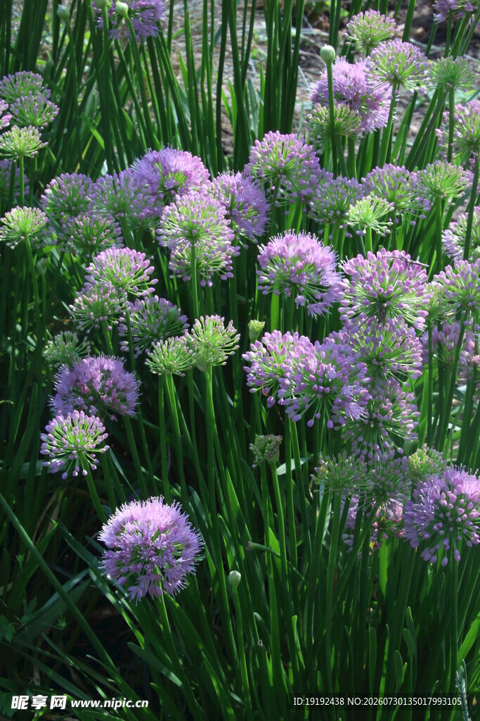 山韭花  