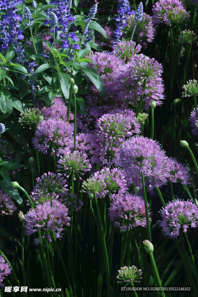 山韭花  