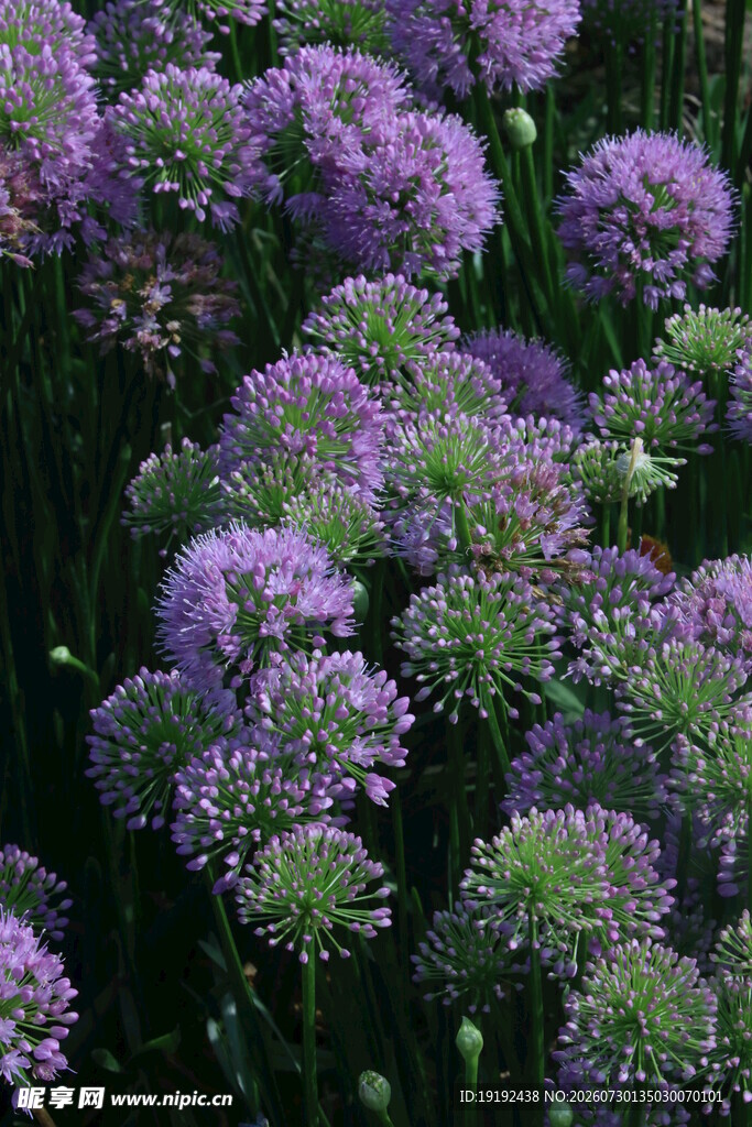 山韭花  