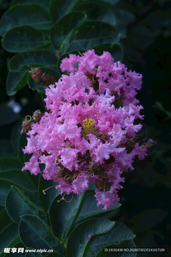 紫薇花 