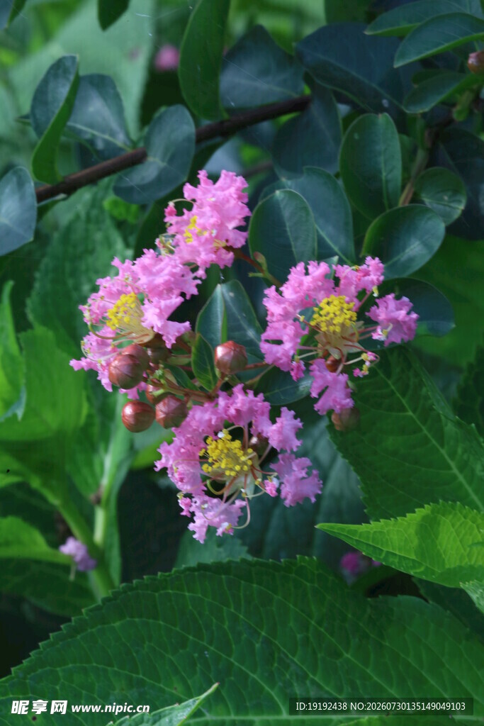 紫薇花  