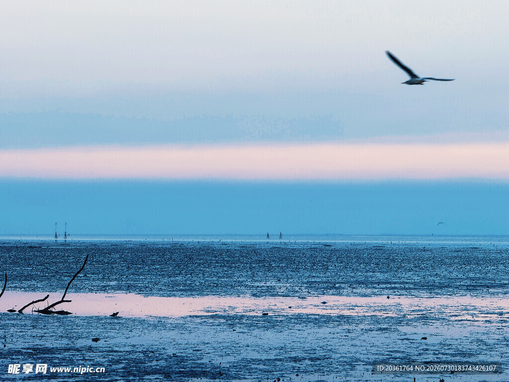 海边飞鸟