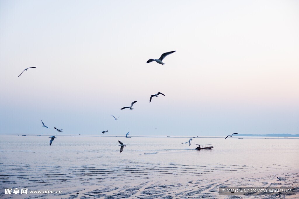 海边飞鸟伴夕阳美景