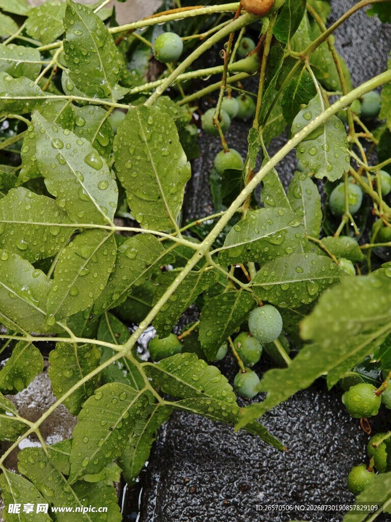 青果挂枝的植物景象