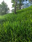 翠绿草地与树木的自然景致
