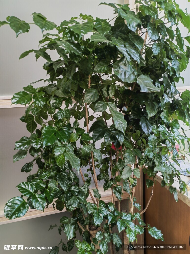室内繁茂绿植盆景