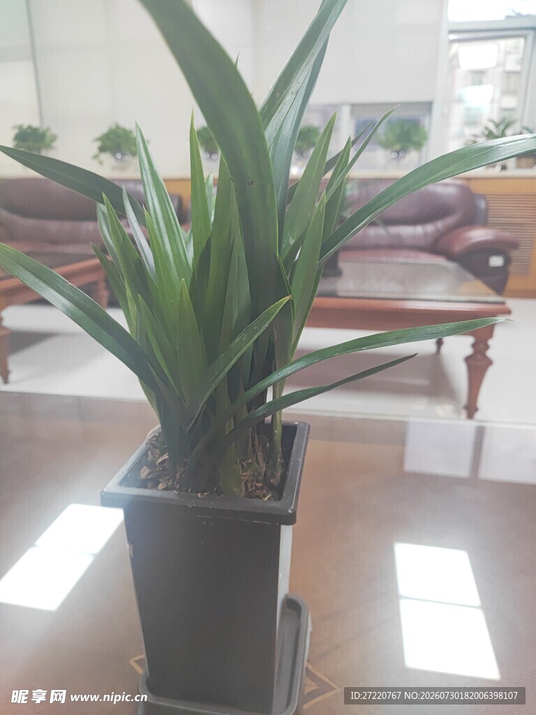 室内绿植盆栽展示