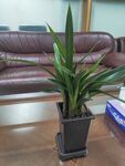 室内盆栽绿植展示