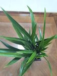室内绿植龙血树盆栽