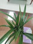 室内绿植龙血树特写