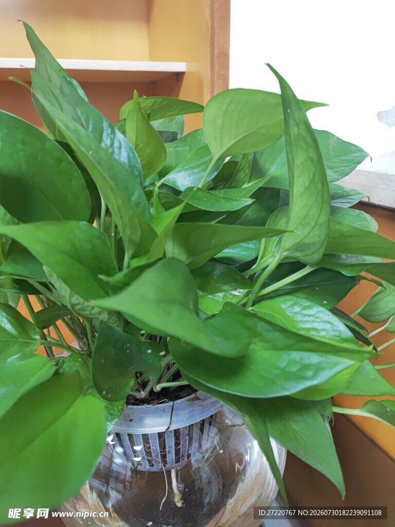 透明花瓶中的翠绿绿萝