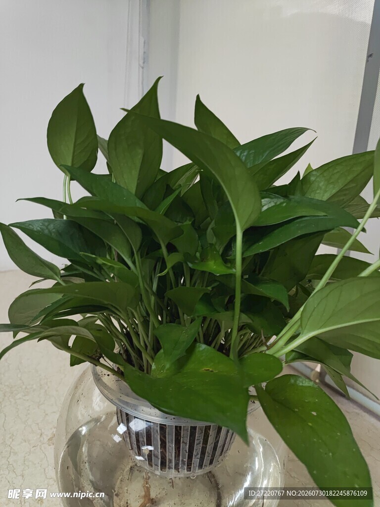 透明花瓶中的翠绿绿萝