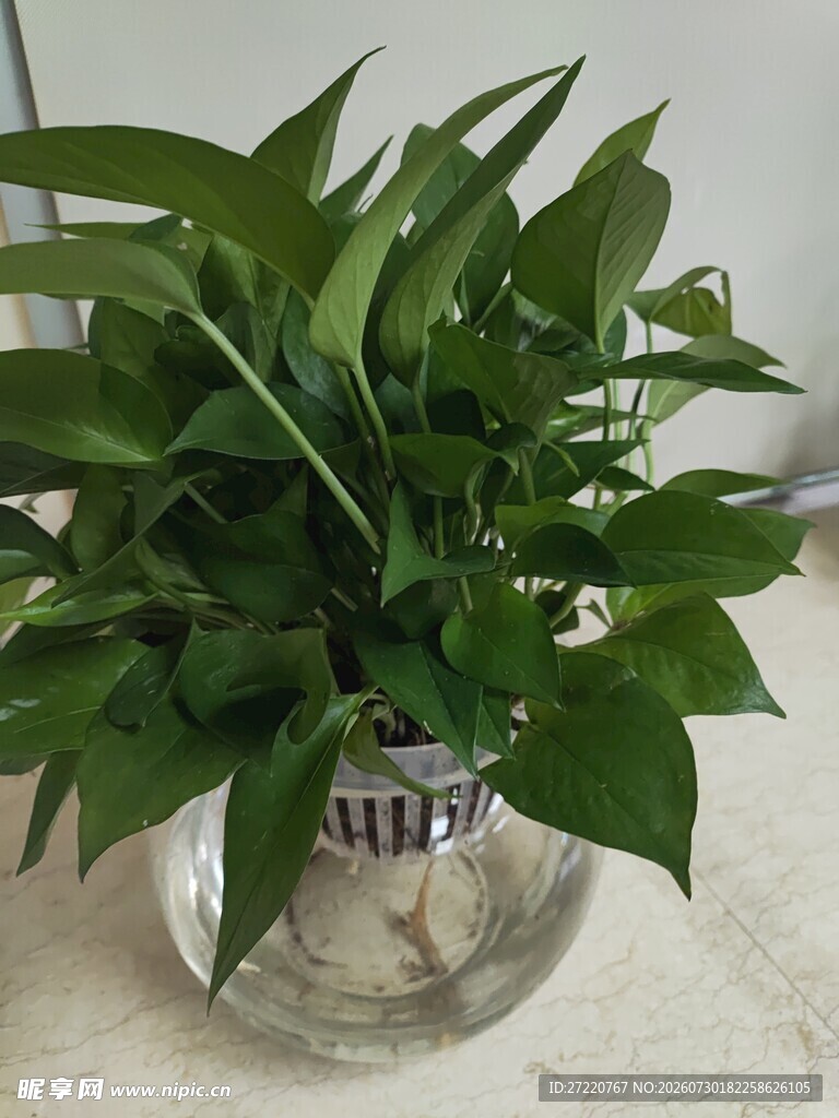 透明花瓶中的翠绿绿萝