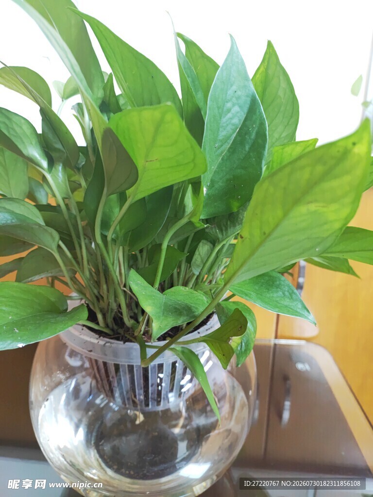 透明花瓶中的翠绿绿萝