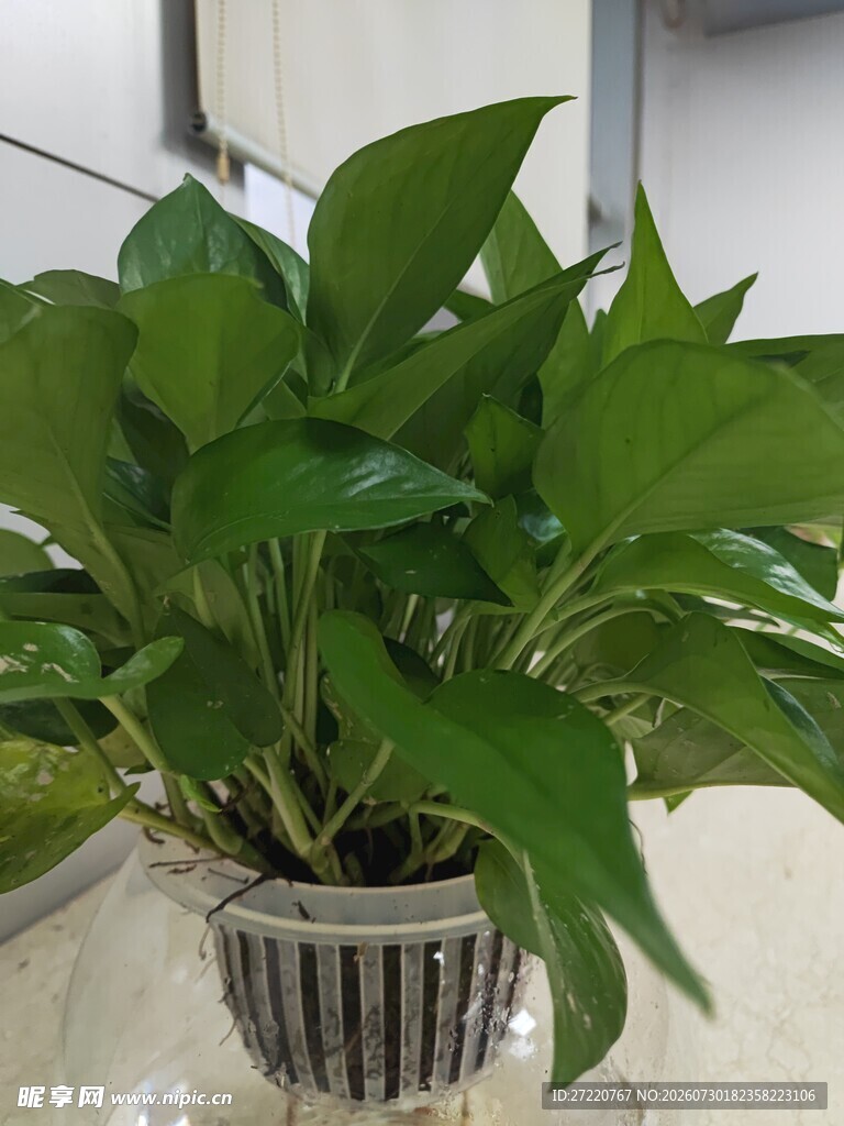 透明花瓶中的翠绿绿萝