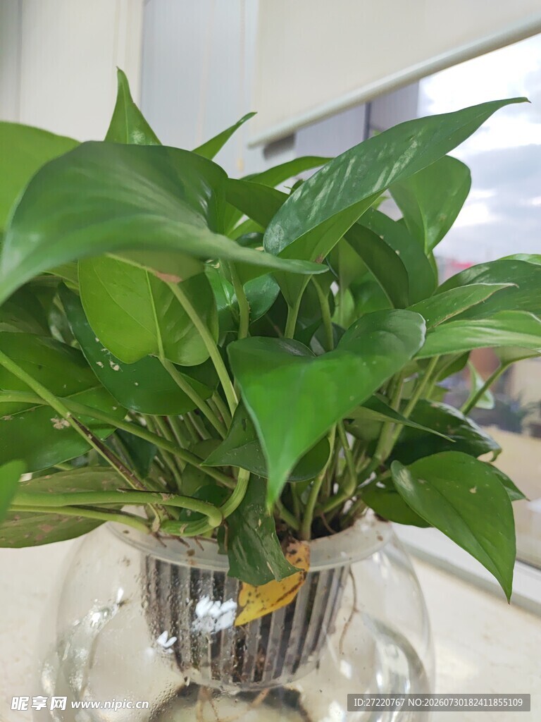 透明花瓶中的翠绿绿萝