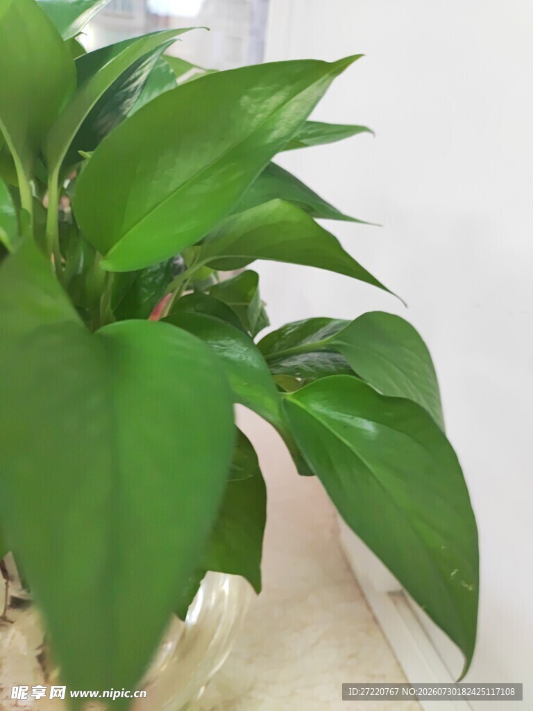 翠绿生机室内绿植
