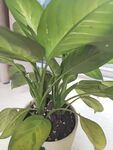 室内绿植盆栽 叶片宽大
