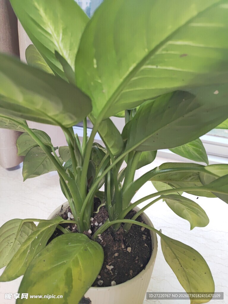 室内绿植盆栽 叶片宽大