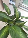 室内翠绿大叶植物特写
