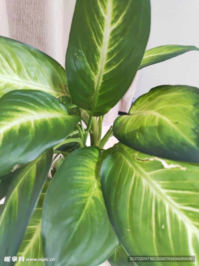 翠绿斑纹绿植特写