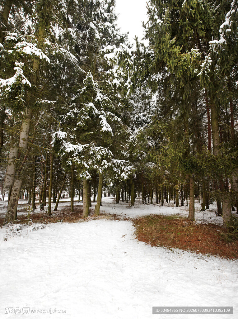 雪覆林间小道美景