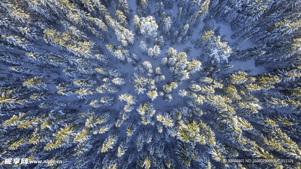 空中俯瞰森林树冠景观