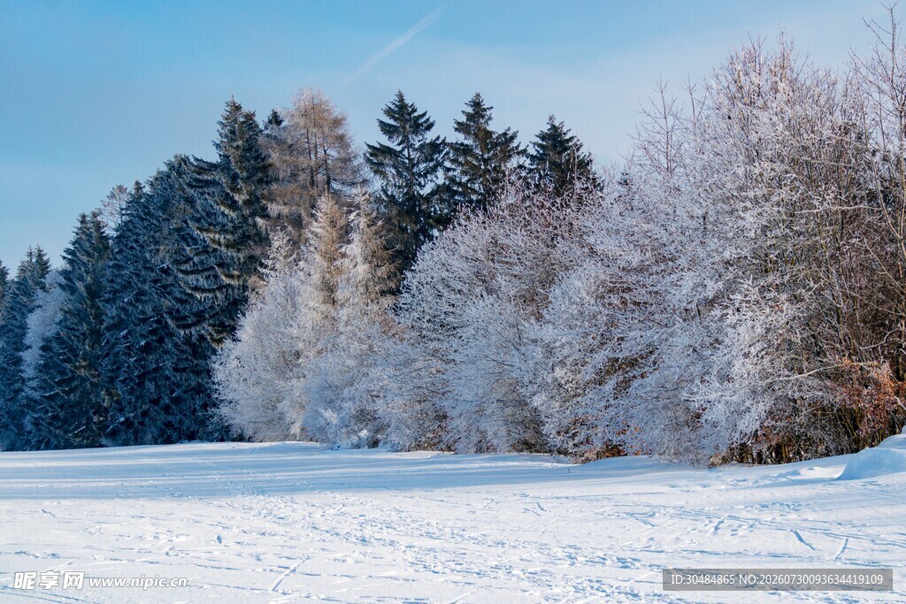 冬日雪景中的树林与雪地