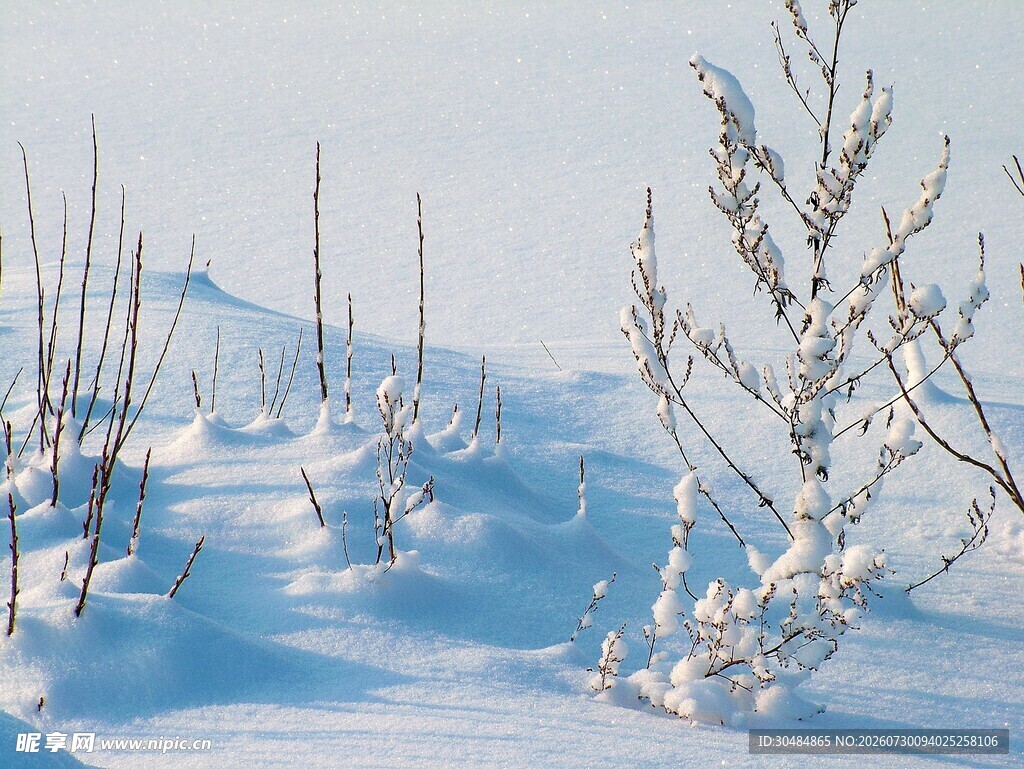 冬日雪景中的覆雪植物
