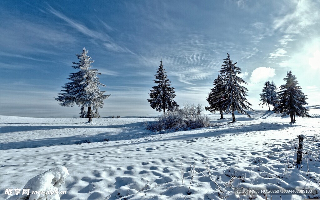 冬日雪景中的挺拔松树