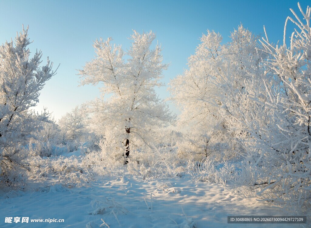 冬日雪林美景