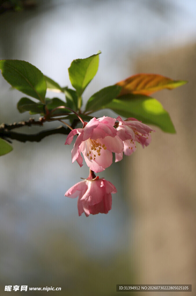 枝头粉嫩海棠花绽放