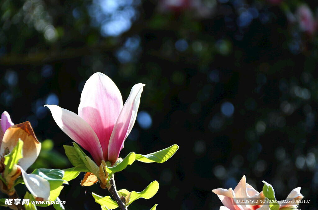 绽放的玉兰花